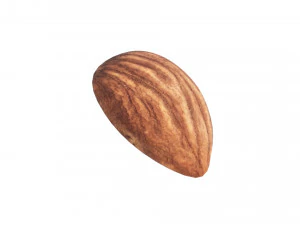 Almond 3D Model