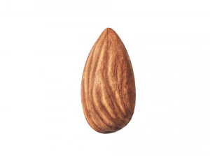 Almond 3D Model