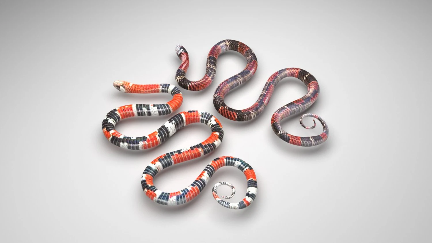 Snakes 3D Model .c4d .max .obj .3ds .fbx .stl .blend 