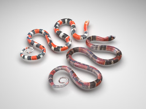Snakes Model 3D