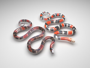 Snakes Model 3D