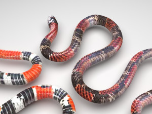 Snakes Model 3D