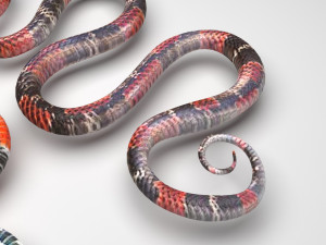 Snakes Model 3D