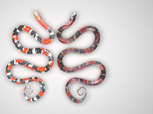 Snakes Model 3D