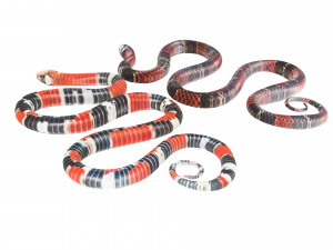 Snakes Model 3D
