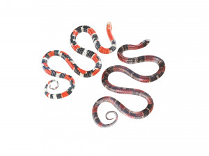 Snakes Model 3D