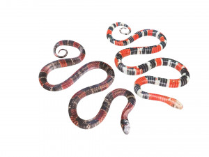 Snakes Model 3D