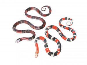 Snakes Model 3D
