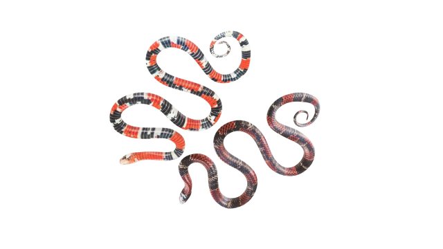 How to Draw Animals: Snakes and Their Patterns | Envato Tuts+