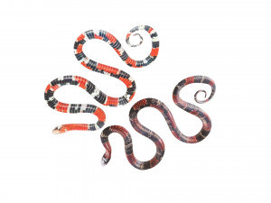 Snakes Model 3D