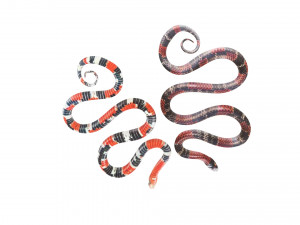 Snakes Model 3D