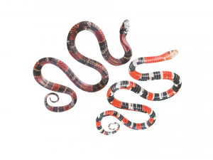 Snakes 3D Model