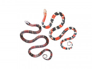 Snakes Model 3D