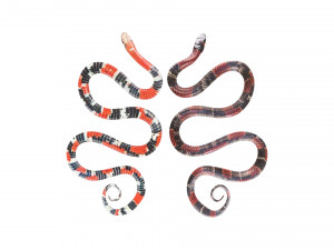 Snakes Model 3D