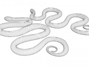 Snakes Model 3D