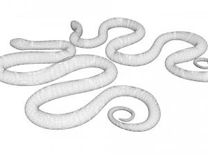 Snakes 3D Model