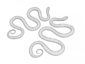 Snakes Model 3D