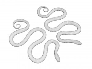 Snakes Model 3D