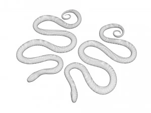 Snakes 3D Model