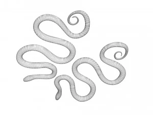 Snakes 3D Model