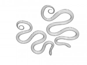 Snakes Model 3D