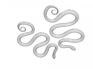 Snakes 3D Model