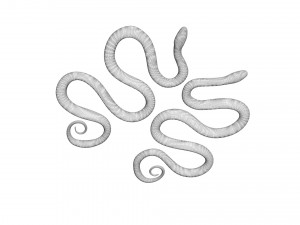 Snakes Model 3D