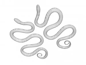 Snakes 3D Model