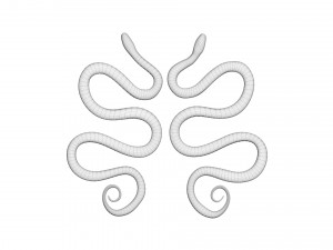 Snakes Model 3D