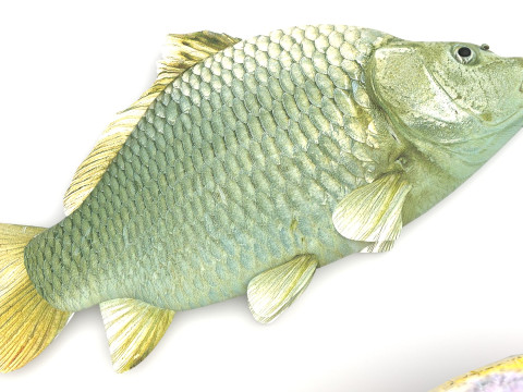 Fishes Set 3D Model
