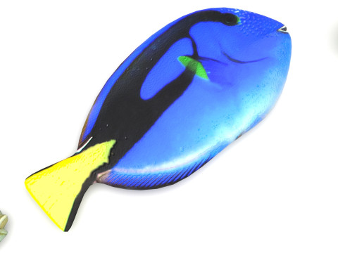 Fishes Set 3D Model