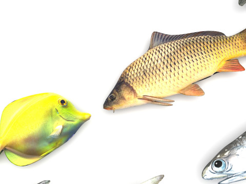 Fishes Set 3D Model