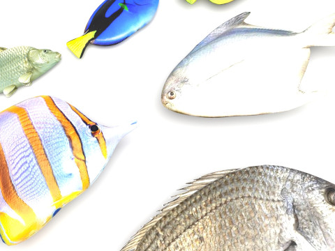 Fishes Set 3D Model