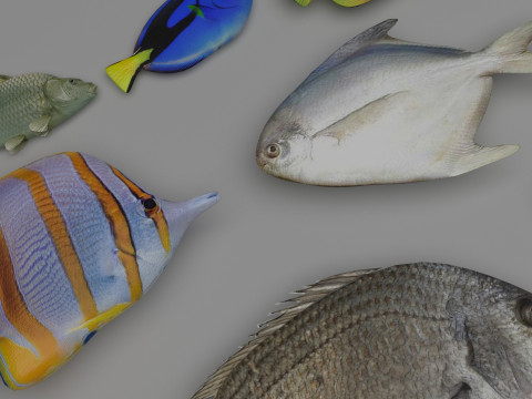 Fishes Set 3D Model