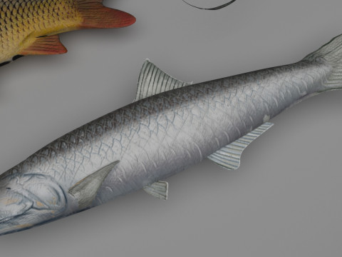 Fishes Set 3D Model