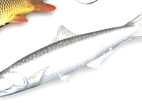 Fishes Set 3D Model