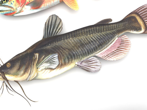 Fishes Set 3D Model