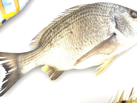 Fishes Set 3D Model