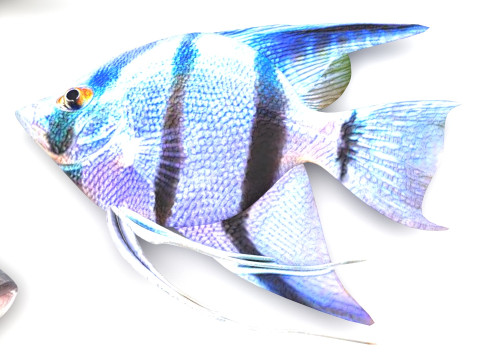Fishes Set 3D Model