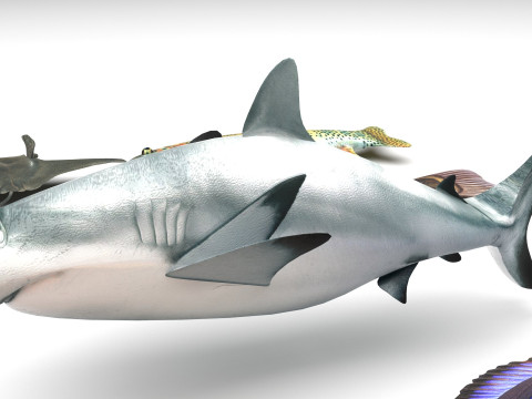 Fishes Set 3D Model