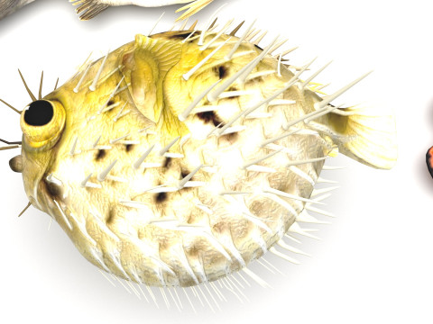 Fishes Set 3D Model