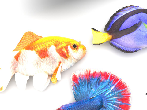 Fishes Set 3D Model