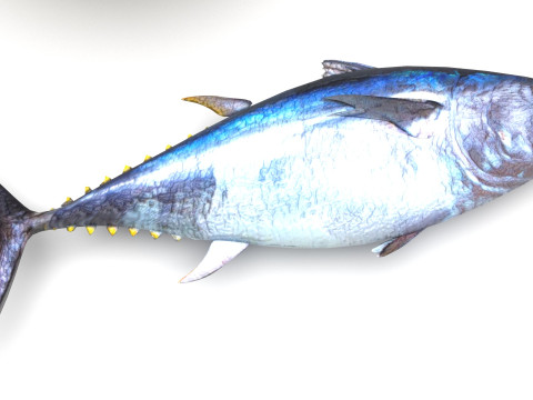 Fishes Set 3D Model