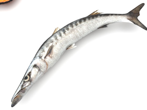 Fishes Set 3D Model