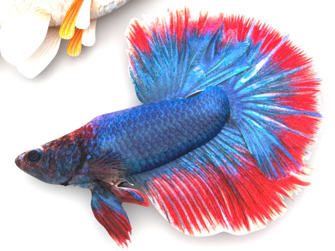 Fishes Set 3D Model