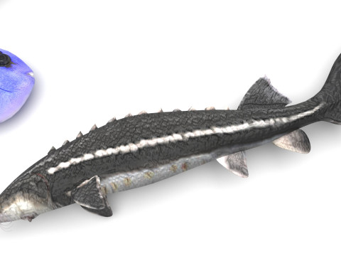 Fishes Set 3D Model