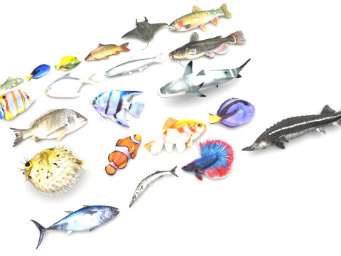 Fishes Set 3D Model