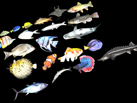 Fishes Set 3D Model