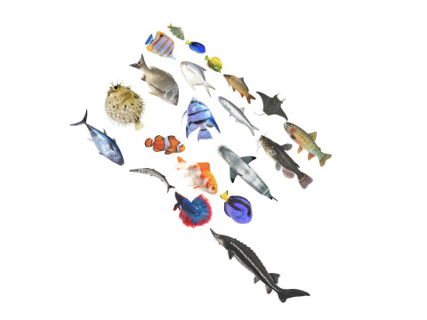 Fishes Set 3D Model