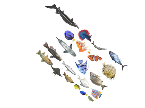 Fishes Set 3D Model